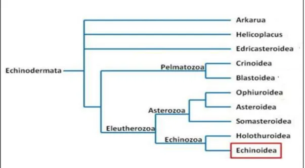 Figure 01 : Arbre phylogénétique des Echinodermata. 