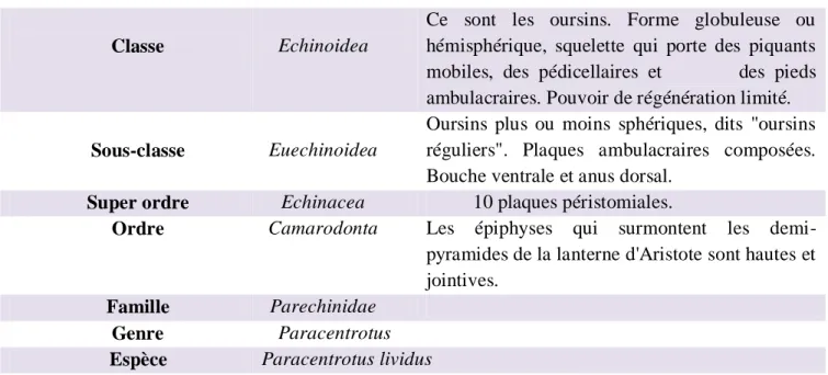 Tableau 02 : Noms vernaculaires de l'oursin Pracentrotus lividus. 