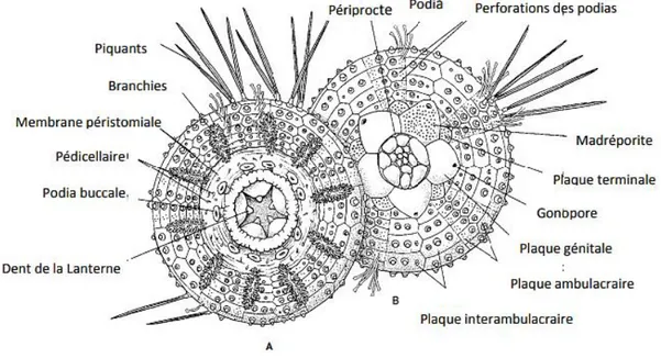 Figure 03: Morphologie externe de l’oursin Paracentrotus lividus. (A) : Vue oral, (B) : Vue  aboral (Ruppert et Barnes, 1994)