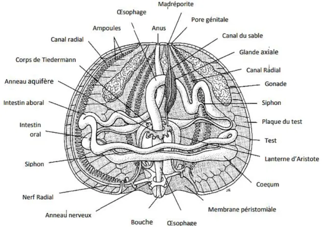 Figure 04: Anatomie interne de l’oursin Paracentrotus lividus (Grosjean, 2001). 