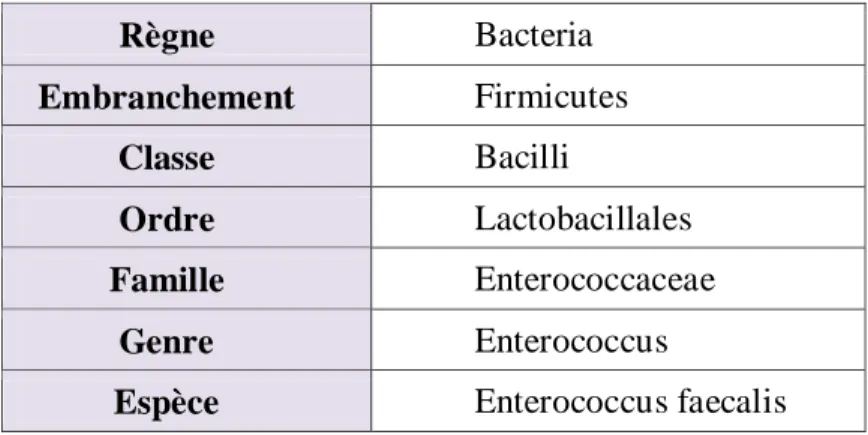 Tableau 8 : Taxonomie d’Enterococcus faecalis. 