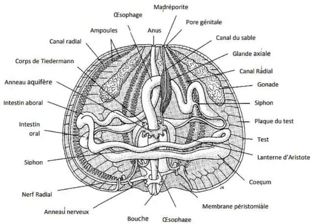 Figure 03 : Anatomie interne de l’oursin Paracentrotus lividus (Grosjean, 2001). 