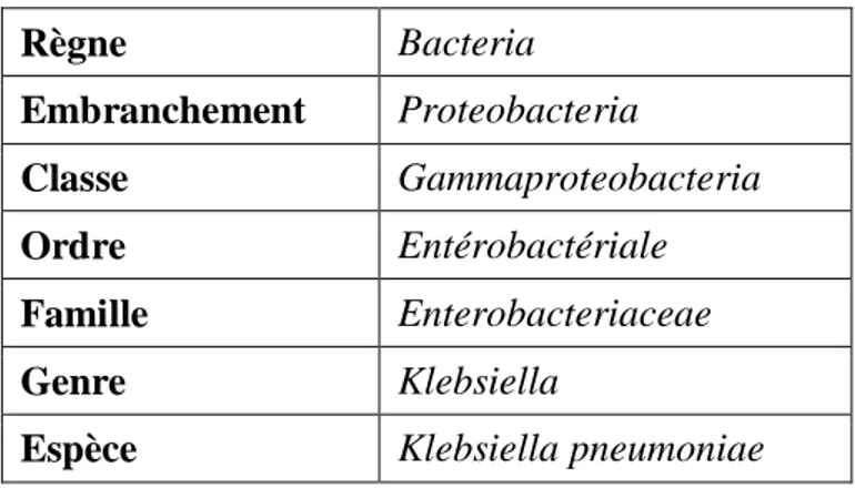 Tableau 05 : Taxonomie de Klebsiella pneumoniae. 