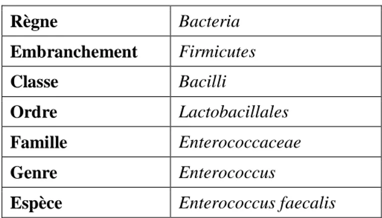 Tableau 07 : Taxonomie d’Enterococcus faecalis. 