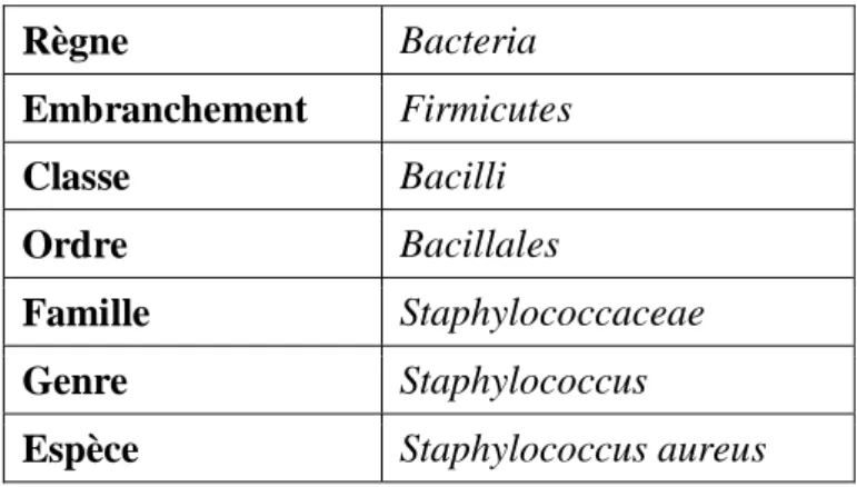 Tableau 09 : Taxonomie de Staphylococcus aureus. 