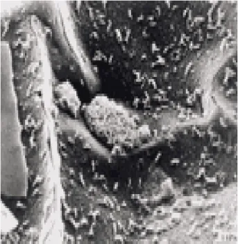 Figure 18.   Microbiologie sanitaire. 