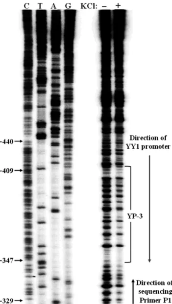 Figure 6C). These results indicate that the G4 sequence motif in the YY1 5 0 -UTR is unlikely a substrate of G4R1.