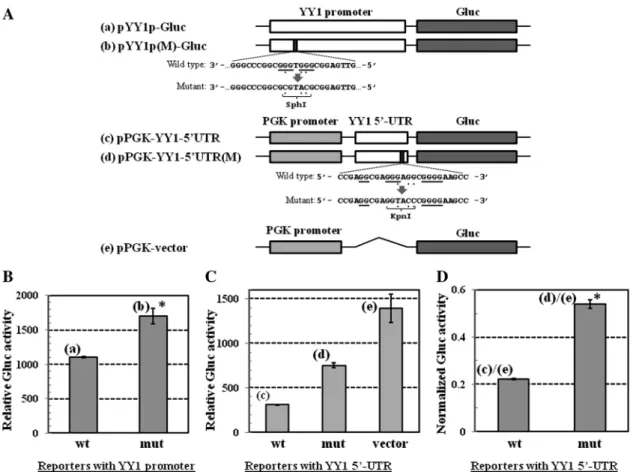 Figure 5. Reporter assay to study the effects of mutating potential G4 structure-forming sequences in the YY1 promoter and 5 0 -UTR on gene expression