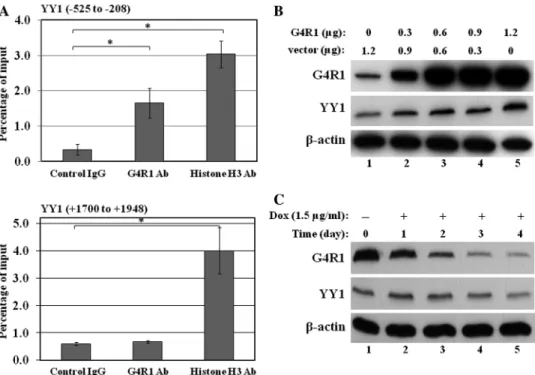 Figure 8. ChIP assay of G4R1 afﬁnity to the YY1 promoter and effects of altered G4R1 expression on endogenous YY1 levels