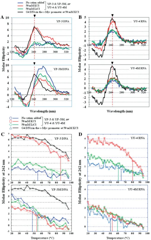 Figure 3. CD analyses of self-annealed oligodeoxyribonucleotide YP-3 or oligoribonucleotide YU-4 corresponding to sequences in the YY1 promoter and 5 0 -UTR, respectively