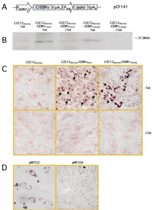 Figure 1. C/EBPa expression of C2C12 PIT/tTA cells stably transfected with pCF141 (C2C12 PIT/tTA -CEBPa TET )