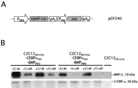 Figure 2. C2C12 cells (C2C12 PIT/tTA -CEBPa TET -BMP PIP ) engineered for pristinamycin-responsive expression of human BMP-2
