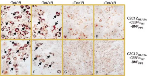 Figure 4. Osteoblast-speci®c differentiation of C2C12 clones expressing different combinations of C/EBP-a and BMP-2