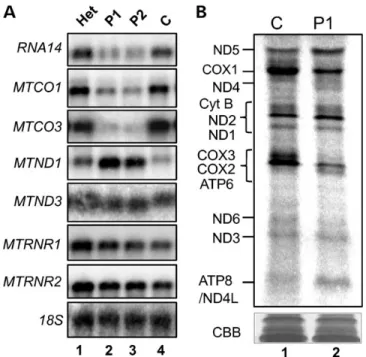 Figure 2. The p.N478D mutation in mtPAP affects steady-state levels and trans- trans-latability of mtDNA-encoded transcripts