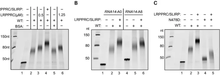Figure 5. The LRPPRC/SLIRP complex modulates the polyadenylation activity of both wild-type and mutant mtPAP