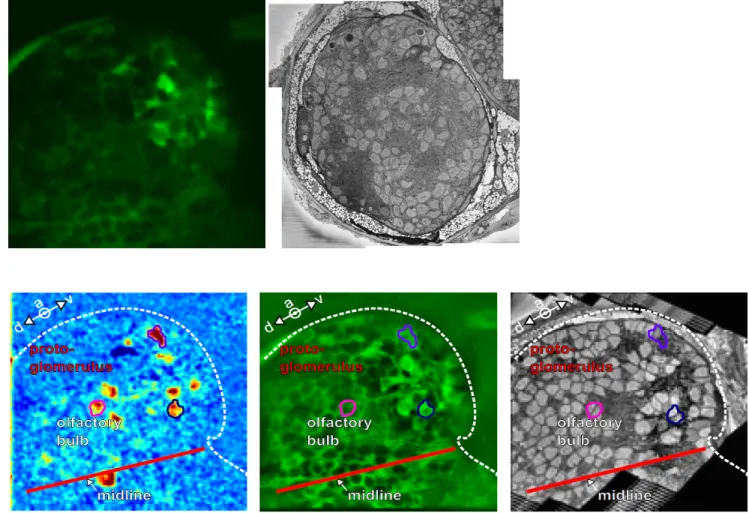 Figure 1.  Once the fluorescent  stack is acquired (upper left)  and the SBEM stack is acquired and  stitched (upper right), the 2 modalities are registered (lower panel) in order to match the activity  recorded in vivo and the ultrastructural morphology o