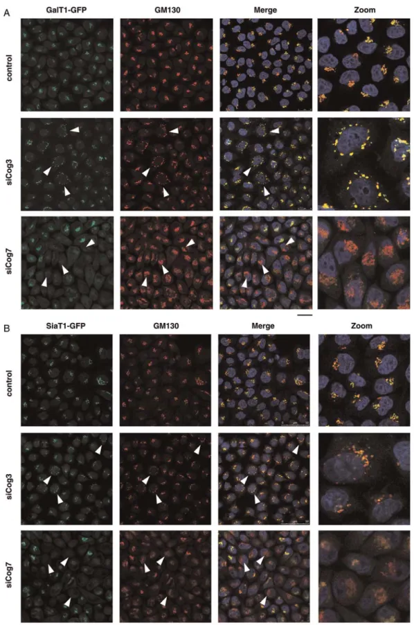 Fig. 1. Respective effects of siRNA induced COG3 KD (siCog3) and COG7 KD (siCog7) on Golgi morphology, steady-state levels and subcellular localization of B4GALT1 and ST6GAL1