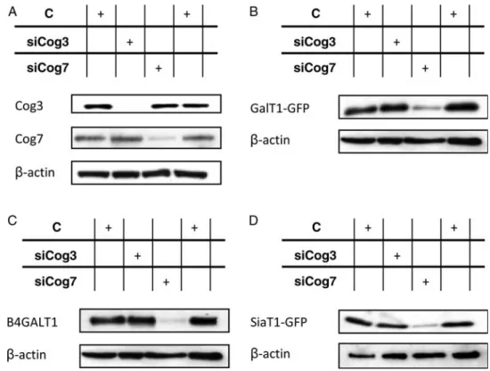 Fig. 2. COG7 KD affects the steady-state levels of B4GALT1 and ST6GAL1. (A) Control, siCog3 and siCog7 total cell extracts from HeLa WT cells were analyzed by immunoblotting using antibodies against the indicated COG subunits