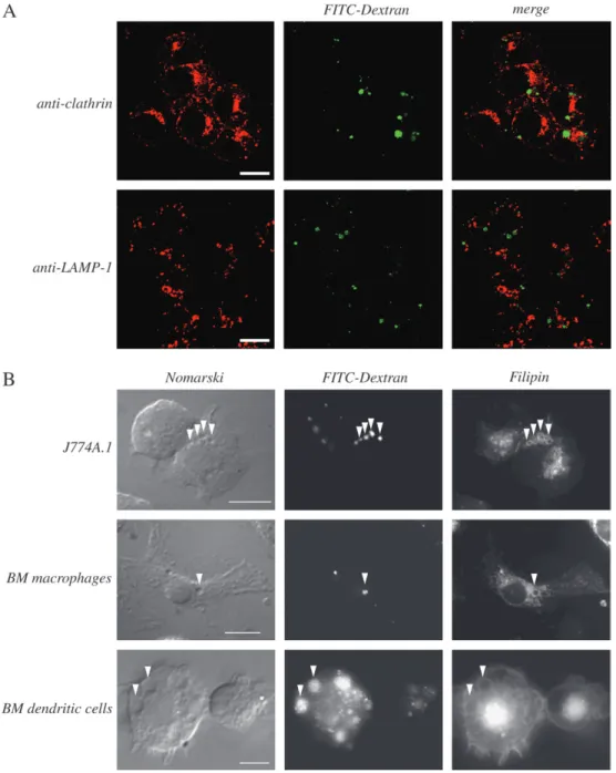 Fig. 1. Distribution of macropinocytosed FITC–Dextran in macrophages and dendritic cells
