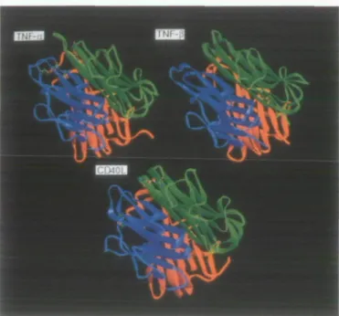 Fig. 4. Tertiary structures of the TNFa, TNF/3, and CD40L trimers. The Ribbons program was used to display the arrangement of /S-sheets (flat ribbon-like regions) and the loops connecting them in the three molecules.