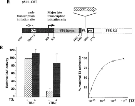 Figure 1. (A) Schematic representation of the vector pSVL with the site of insertion of the CAT coding sequence