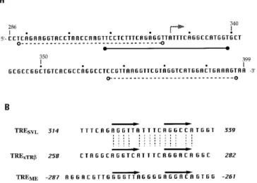 Figure 4. TRE SVL  is a high affinity binding site for the TRα–RXR heterodimer.