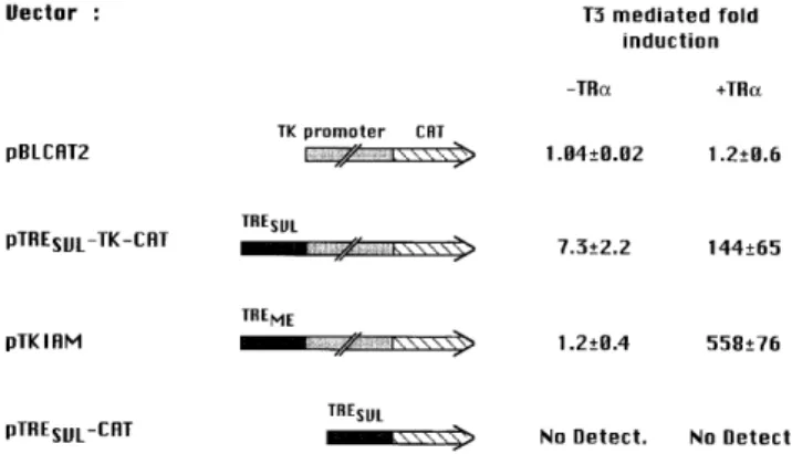 Figure 5. The SVL sequence which binds TRα is a functional TRE. Five micrograms of various CAT reporter genes as indicated were transfected into NIH 3T3 cells together with 12 µg PUC19 (carrier DNA) and 0.25 µg pCMVβ expression vector (internal control) an