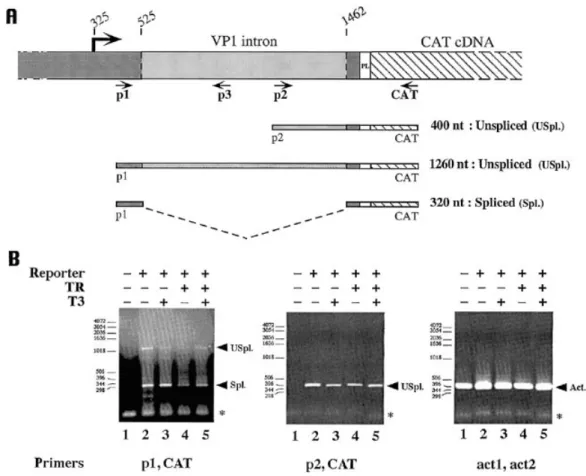 Figure 6. Splicing of CAT mRNAs in the presence and absence of TR. (A) Localization of the primers (p1, p2, p3 and CAT) used to test the presence of spliced and unspliced mRNA produced by pSVL-CAT transfected into NIH 3T3 cells and representation of the am