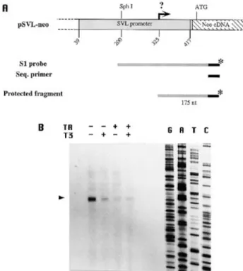 Figure 7. S1 nuclease analysis of the pSVL-neo transcripts. (A) Schematic diagram of the SVL–neo vector which does not contain the SVL intron sequence