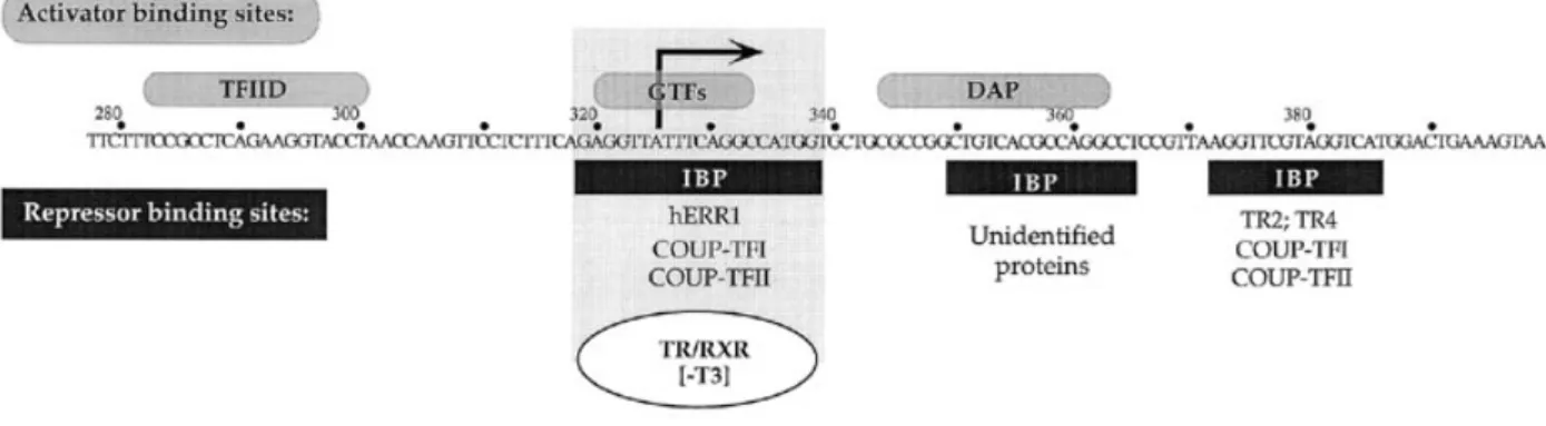 Figure 8. Compilation of the factors binding to the region surrounding the SVL promoter transcription initiation site