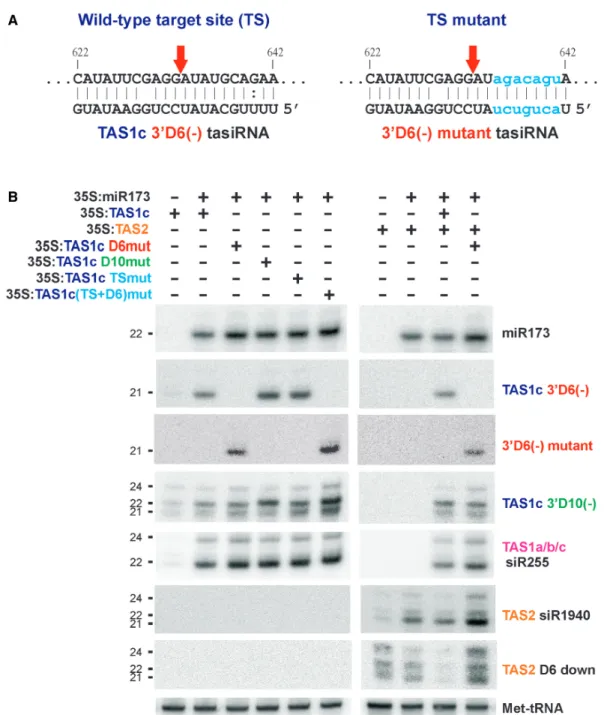 Figure 6. TAS1c 3 0 D6() tasiRNA-directed cleavage regulates TAS1c 3 0 D10() siRNA biogenesis and precludes TAS2 siRNA production down- down-stream of the target site