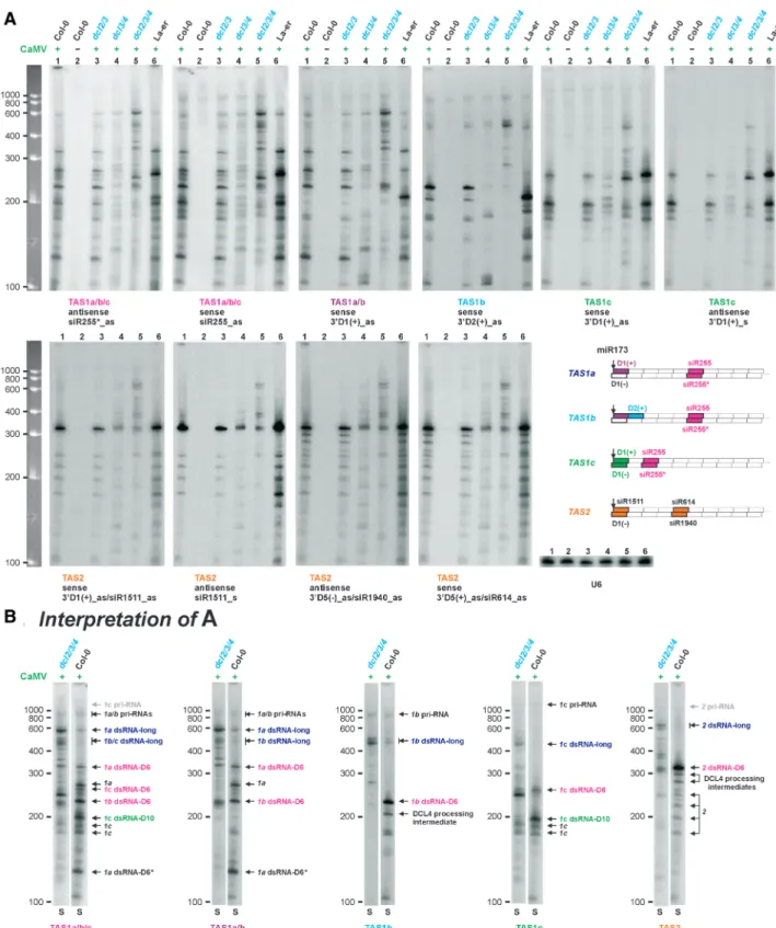 Figure 1. Blot hybridization analysis of dsRNA precursors of TAS1a/b/c and TAS2 tasiRNAs