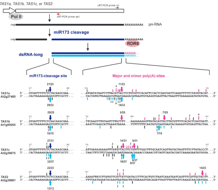 Figure 2. The entire, polyadenylated 3 0 -products of miR173-cleaved pri-RNAs of TAS1a, TAS1b, TAS1c and TAS2 genes are converted by RDR6 to dsRNAs