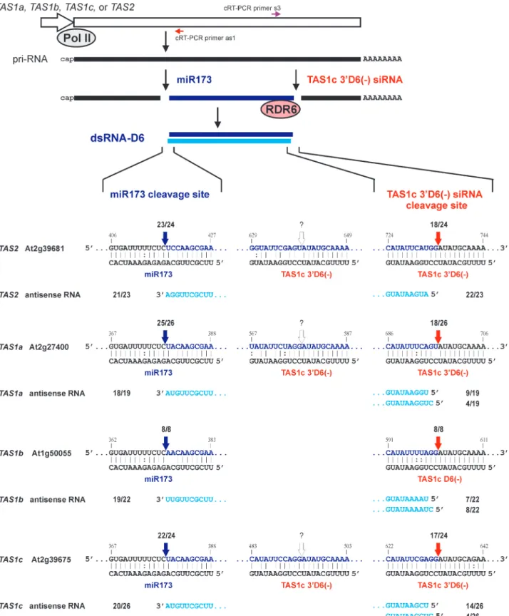 Figure 3. Two-cleavage mechanism for biogenesis of TAS1a-, TAS1b-, TAS1c- and TAS2-derived dsRNAs