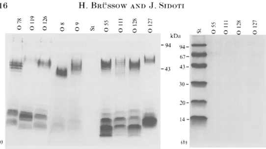 Fig. 1. Analysis of lipopolysaccharides in  1 3 % polyacrylamide gels by silver staining (a) and Coomsassie staining (b)