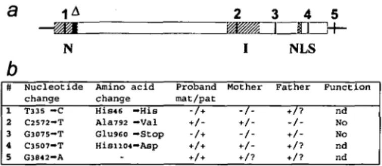 Figure S. Summary of the XPG alleles of patient XP125LO. (a) The XPG open reading frame is boxed and is flanked by 5' and  3 ' untranslated regions