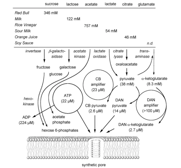 Fig.  3 An  artificial  tongue  to  illustrate  multicomponent  sensing  in  complex  matrices  with  synthetic  pores  and reactive amplifiers