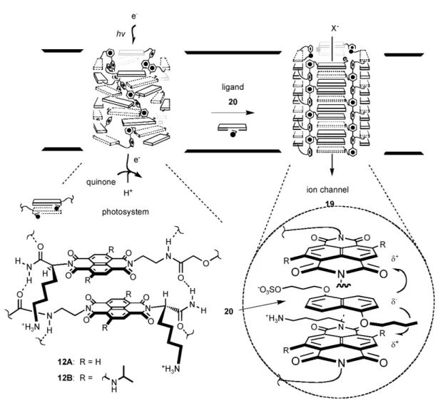 Fig. 5 Rigid-rod π-stack helices 12 with photosynthetic activity that can untwist into barrel-stave architecture 19 with ion channel activity in response to the intercalation of ligands 20.