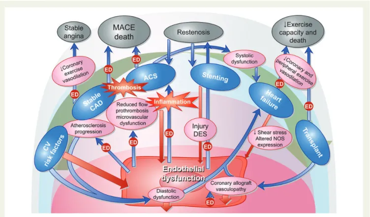 Figure 2 Illustration of the reciprocal interaction between endothelial dysfunction, inflammation and the natural history of coronary artery disease