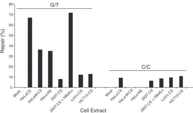 Figure 2. Excision of mismatches in an in vitro assay for human MMR activity. Heteroduplex bacteriophage substrates, containing a G/T or C/C mismatch, were incubated with cytoplamic extracts (CE), whole cell extracts (WCE) or nuclear extracts (NE) prepared