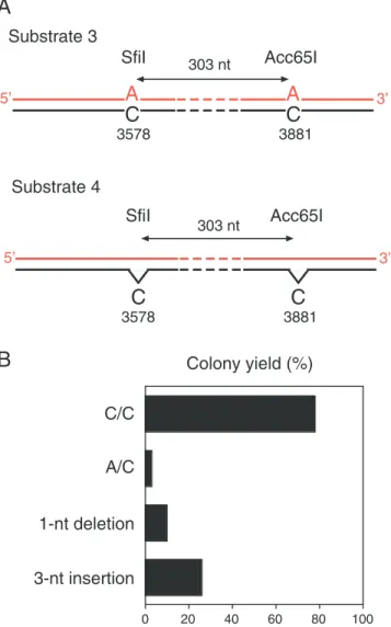 Figure 5. Processing of different lesions in long-patch MMR-deficient 293T cells. (A) Scheme of substrate 3 (pS189 containing two neighboring A/C  mis-matches) and substrate 4 (pS189 containing two neighboring single nucleotide deletions)