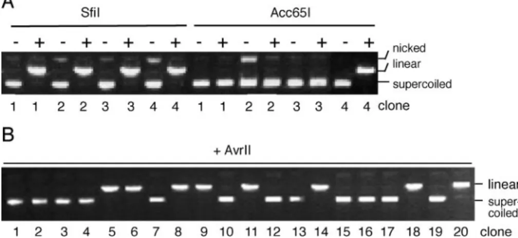 Figure 6. Repair of C/C mismatches in long-patch MMR-deficient 293T cells. (A) SfiI and Acc65I restriction analysis of clones 1–4 isolated after transfection of substrate 1 in 293T cells
