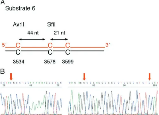 Figure 7. Short-patch repair of C/C mismatches. (A) Schematic view of substrate 6 containing three closely spaced C/C mismatches