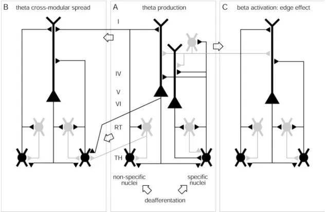 Fig. 7 Scheme of thalamocortical circuits relevant for TCD. Shown are three thalamocortical modules which we consider to be identical (Llina´s et al., 1999)