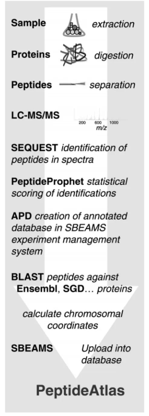 Figure 2 also shows the cumulative number of distinctly identified peptides as a function of the number of spectra with PeptideProphet probability P > 0.9 identifications