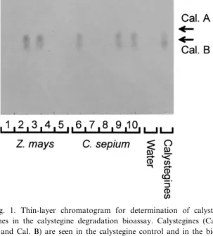 Fig. 2. Proportion of MCD Z. mays roots sampled at various lo- lo-cations in the region of Zuërich, Switzerland