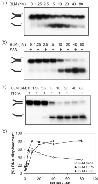 Figure 1. Inhibition of BLM helicase activity occurs at high protein concentrations, which is relieved by ssDNA binding proteins