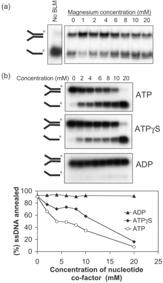 Figure 3. Effect of Mg 2+ and adenine nucleotide co-factors on ssDNA annealing. (a) Strand annealing by BLM (10 nM) as a function of increasing Mg 2+ concentration