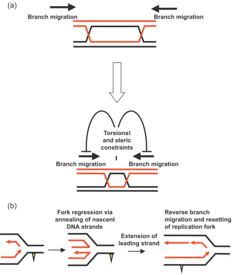 Figure 8. Models for the possible role of the strand annealing function of BLM in replication fork maintenance