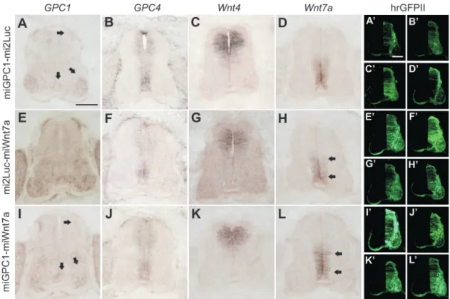 Figure 9. Dual silencing of endogenous target genes in the neural tube. Embryos were electroporated at HH17-18 with bactin-hrGFPII vectors driving the dual expression of miGPC1-miLuc (A–D), miLuc-miWnt7a (E–H) or miGPC1-miWnt7a (I–L) and processed at HH26 